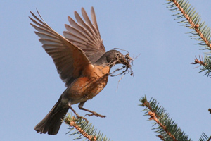 Robin gathering twigs for a nest