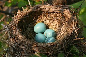 Robin's nest with four eggs
