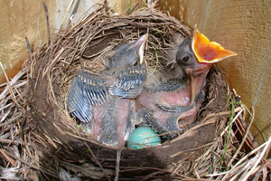 Robin's nest with two baby robins and one egg