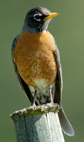 Robin on a fence post
