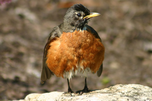 Young robin