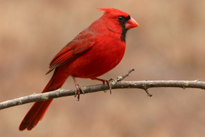 Bright red male cardinal