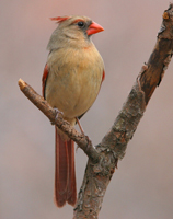 Female cardinal
