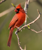Male cardinal on a branch