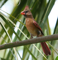 Female cardinal with a twig for her nest