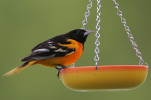 Male Baltimore oriole