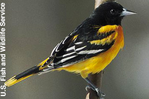 Male Baltimore oriole