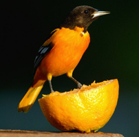 Size compared to an orange