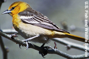 Female Baltimore oriole