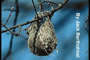 The hanging nest of the Baltimore oriole