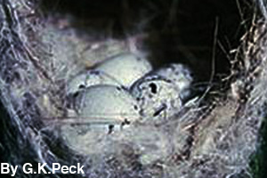 Baltimore oriole eggs