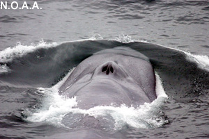 The blow wave made by a blue whale.
