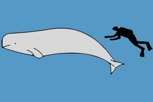 Size of a beluga whale <br>compared to an adult human