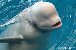 Head of a beluga whale