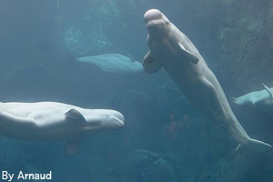 A pod of beluga whales