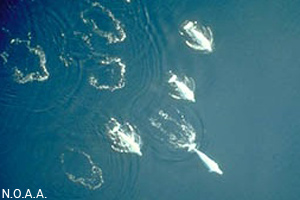 A pod of beluga whale swimming