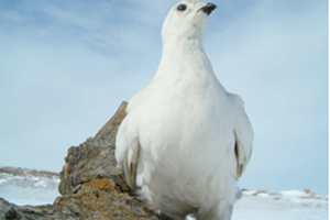 State bird: Willow Ptarmigan