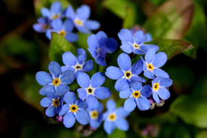 State flower: Forget Me Not