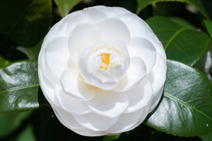 State flower: Camellia