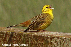 State bird: Yellowhammer