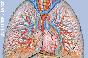A drawing that shows the veins and arteries <br>in and around the lungs.