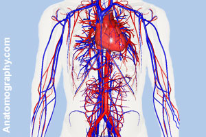 Some of the major blood vessels<br> in your upper body