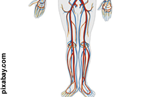 Some of the major blood vessel<br> in your lower body