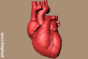 The heart is a very important muscle.