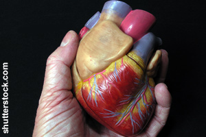 Size: You could hold your heart in your hand.