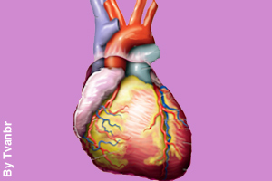 The human heart