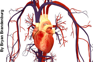 The heart controls the circulatory system.