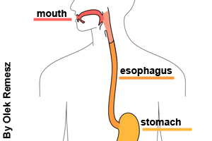 The mouth and esophagus, or windpipe, are parts of the digestive system.