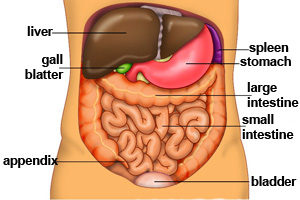Parts of the digestive system and other organs that help the digestive system.
