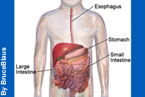The different parts of the digestive system