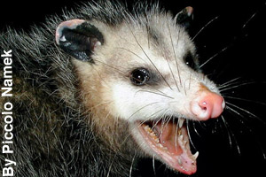 An opossum hissing