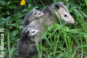 A jill with two joeys