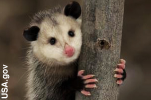 Notice the hand-like paws