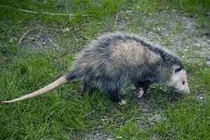 Notice the long opossum tail