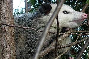 An opossum treed