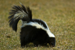 All skunks are striped, even from birth