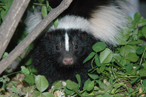 A skunk is about the size of a cat