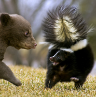 A frightened skunk will hiss and raise its tail
