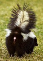 Skunk smell is long-lasting and hard to erase