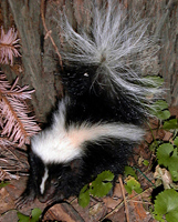 A baby skunk with a bushy tail