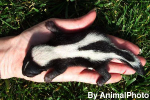 Size of a new born skunk