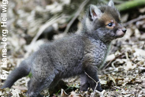 A new born pup