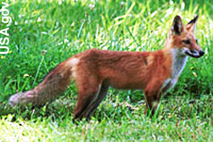 A reynard, male red fox