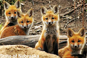 A leash of red fox