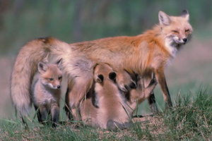A vixen with her pups