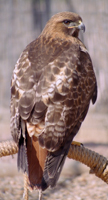 Notice the red feathers on its tail and head